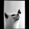 Schilderijen-Luxe Framing Art Art Print Butterfly Cat SHJ973