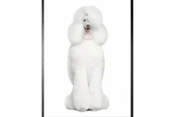 Schilderijen-Luxe Framing Art Art Print Dior Poedel FA-109