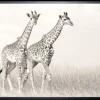 Schilderijen-Luxe Framing Art Art Print Giraffen SHI262
