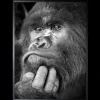 Sale Art Print Gorilla ISF103 Schilderijen