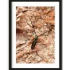 Schilderijen-Urban Cotton Art Print High on Life Insect