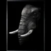Schilderijen-Luxe Framing Art Art Print Olifant SHA414