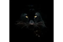 Online Art Print Zwarte Panter PANT-017 Schilderijen