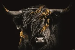 Discount Glasschilderij Hooglander in de Wind 110160BS-618 Schilderijen