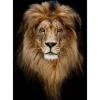 Hot Glasschilderij Leeuw 080120-439 Schilderijen