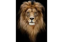 Hot Glasschilderij Leeuw 080120-439 Schilderijen