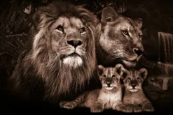 Sale Glasschilderij Leeuwenfamilie 080120BS-603 Schilderijen