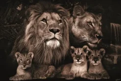 Schilderijen-Ter Halle Glasschilderij Leeuwenfamilie 080120BS-624