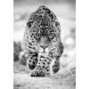 Outlet Glasschilderij Panter zwart/wit 080120-461 Schilderijen