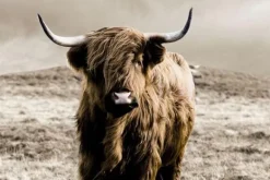 Schilderijen-Ter Halle Glasschilderij Schotse Hooglander 080120-577