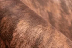 Vloerkleden-Divendo Vloerkleed 625 lichtbruin Western